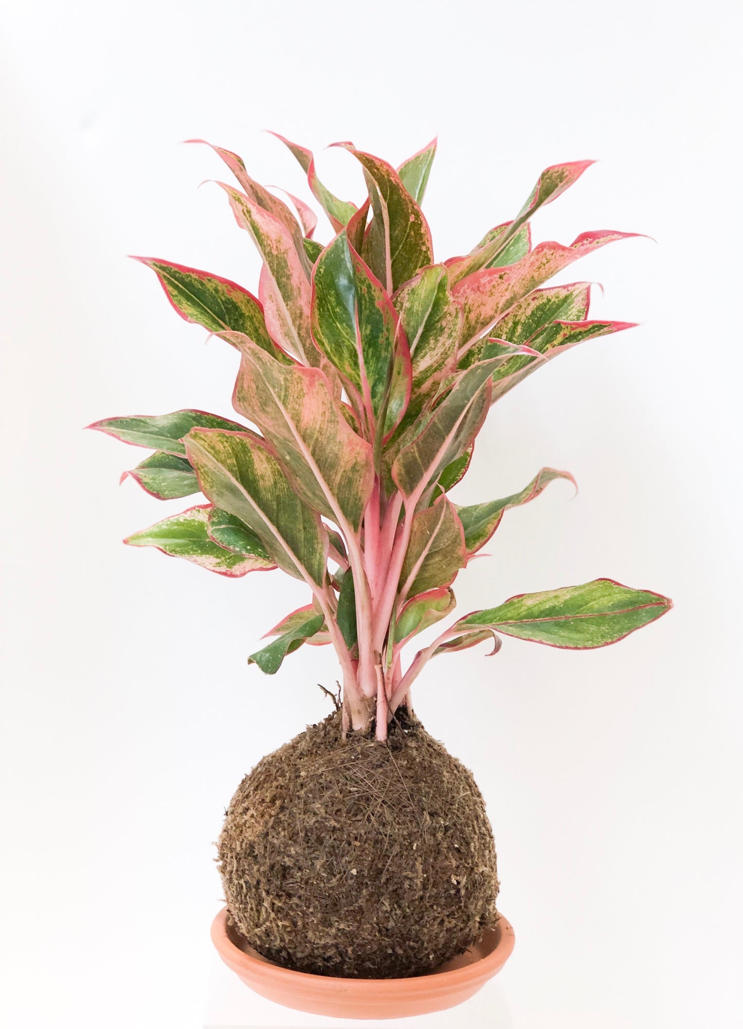 Aglaonema Kokedama